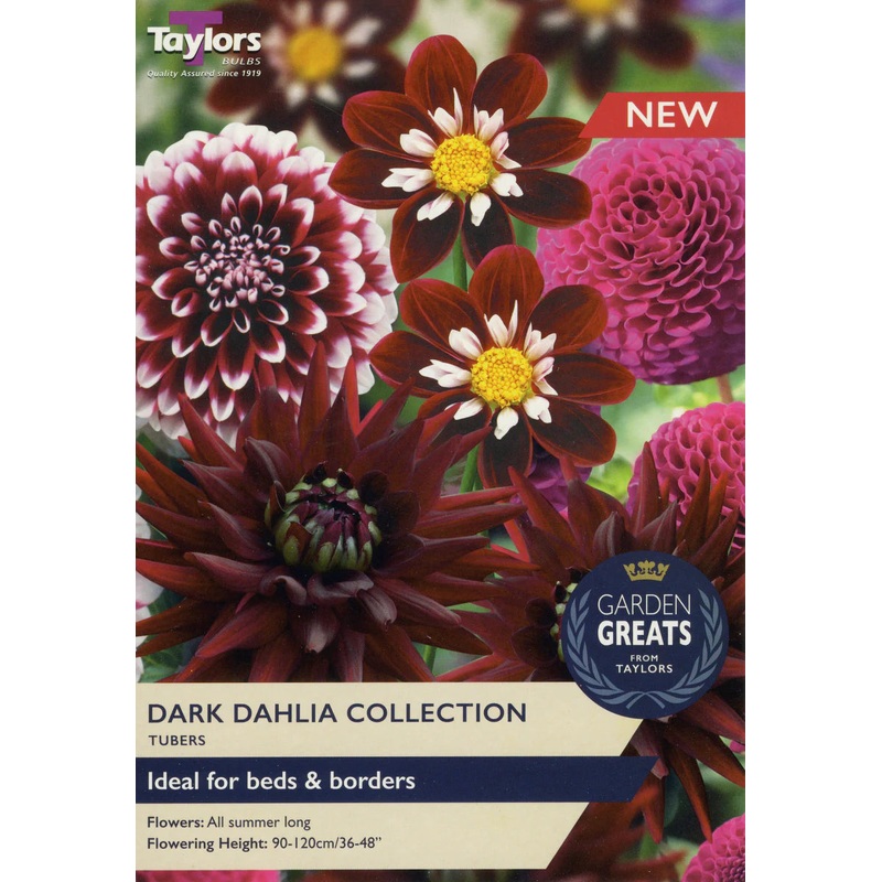 DARK DAHLIA COLLECTION X 4