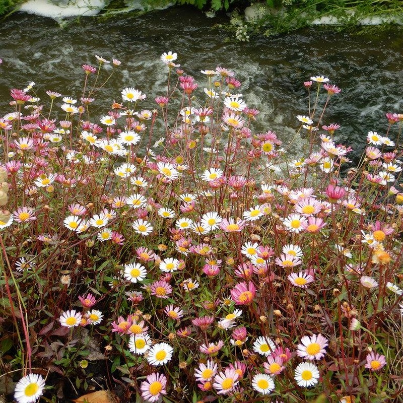 Erigeron karvinskianus Profusion