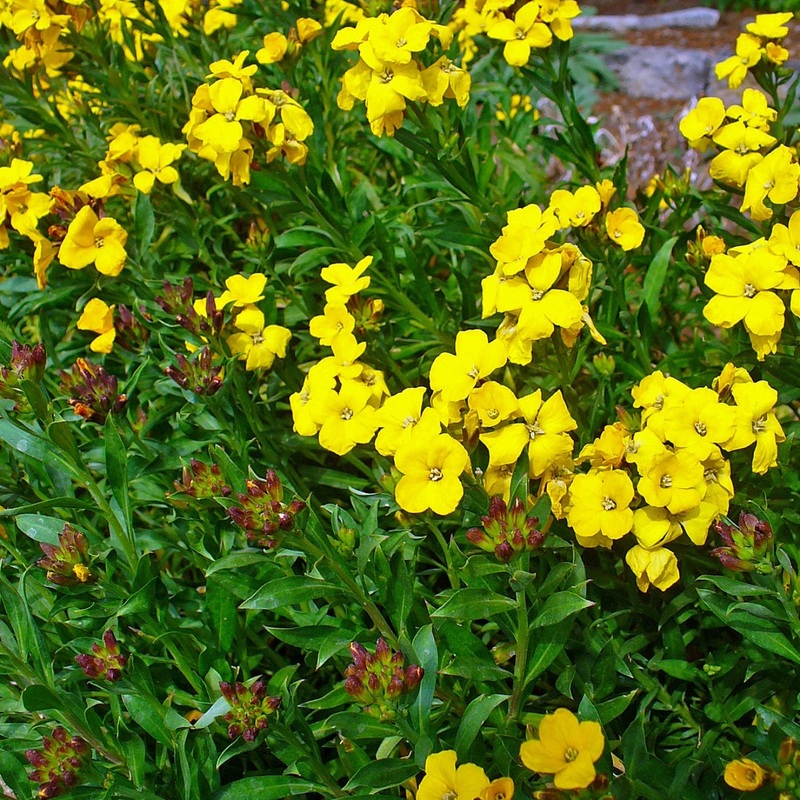 Erysimum Fragant Sunshine