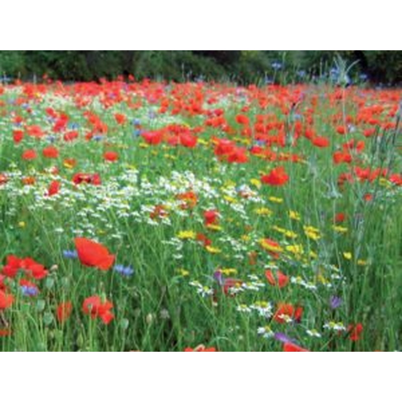 EVERY KIND OF SOIL 7sqm