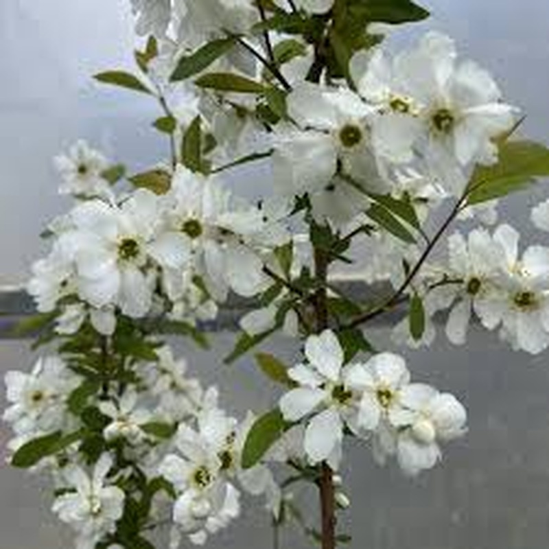 Exochorda racem. Blushing Pearl PBR