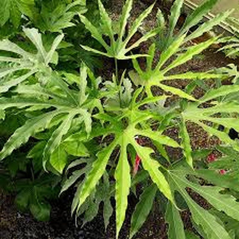 Fatsia polycarpa Green Fingers