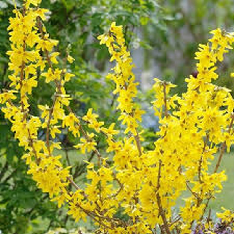 FORSYTHIA INT. GOLDRUSH