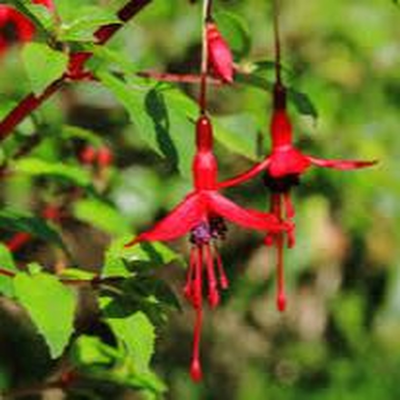 Fuschia Ricartonnii