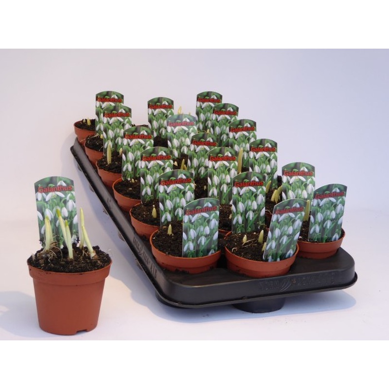 Galanthus nivalis / P8