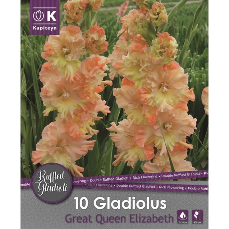 GLADIOLUS GREAT QUEEN ELIZABETH x 10