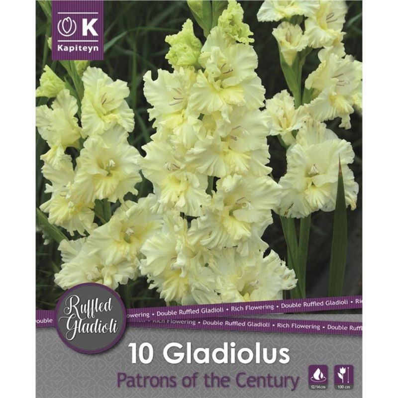 GLADIOLUS IVORY PERFECTION x 10
