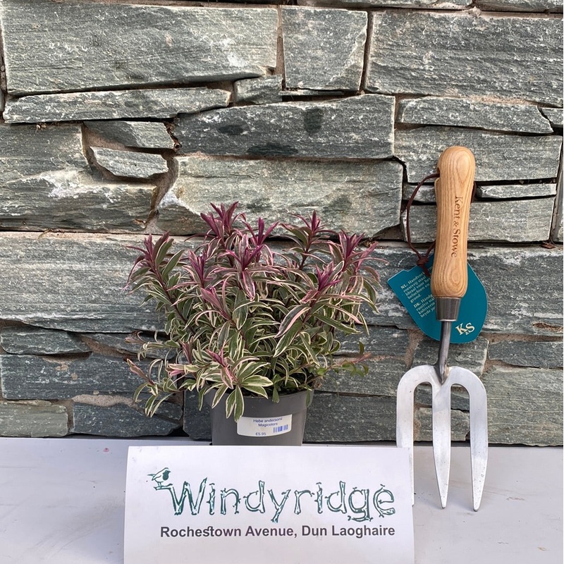 Hebe andersonii Magicolors