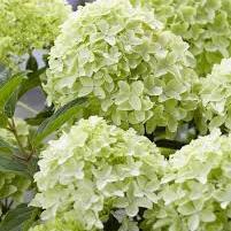 Hydrangea pan. Gardenlights