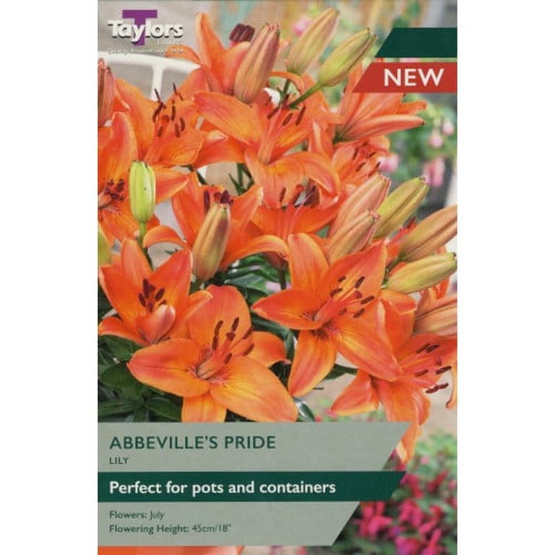 LILY ABBEVILLES PRIDE X 3