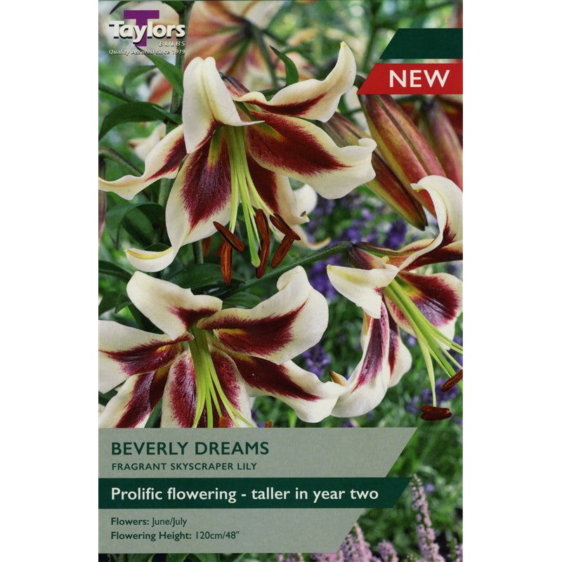 LILY BEVERLY DREAMS X 2