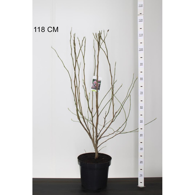 Magnolia loebneri Leonard Messel