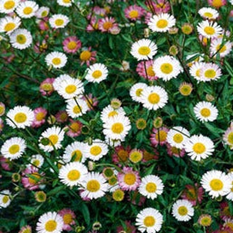 Mexican Daisy Erigeron Karvinskianus Profusion (2Ltr Pot)