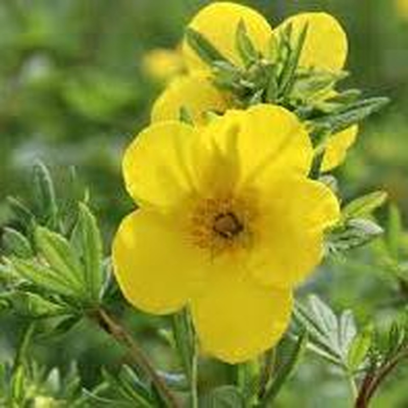 Potentilla Goldfinger