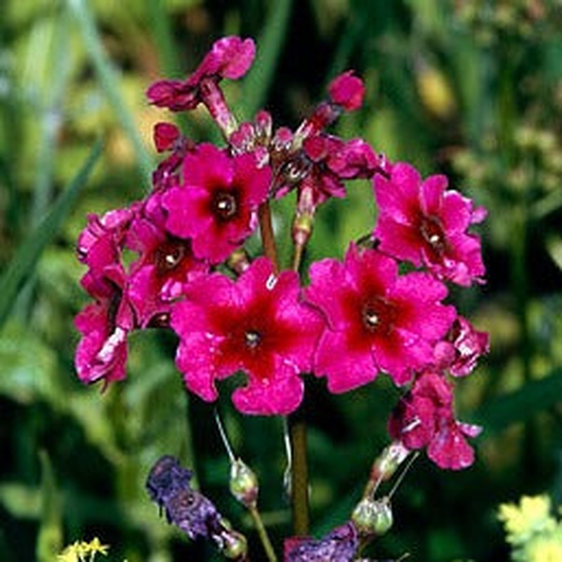 Primula jap. Millers Crimson