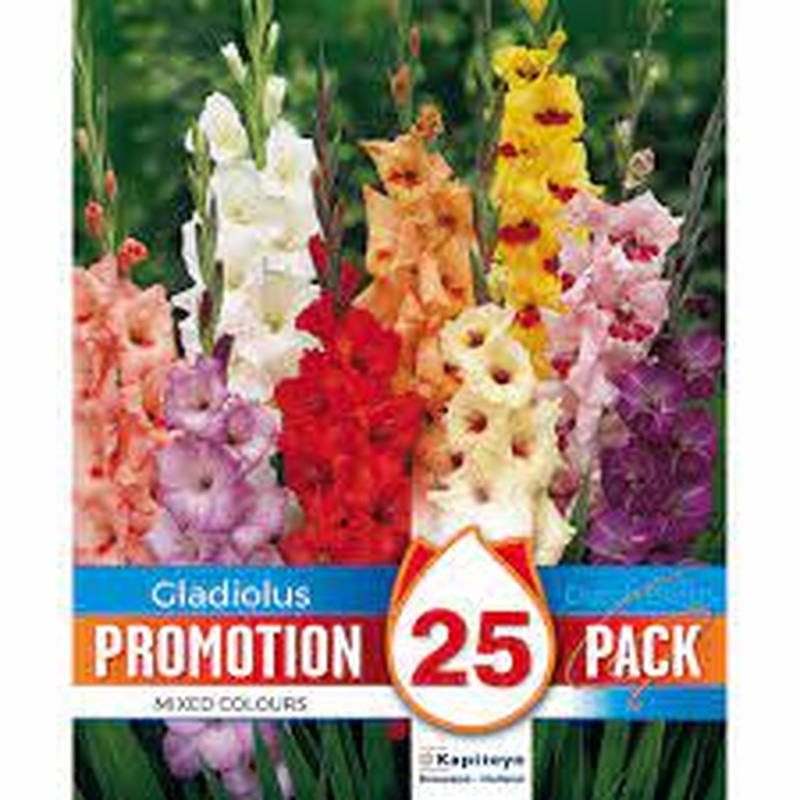 PROMO GLADIOLUS MIXED COLOURS x 25