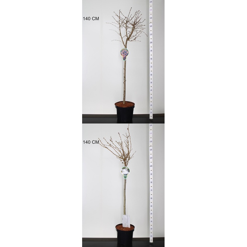 Prunus in cultivars (H)