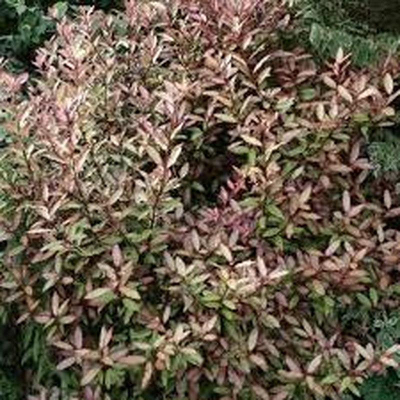 PSEUDOWINTERA C. MARJORIE CONGREVE