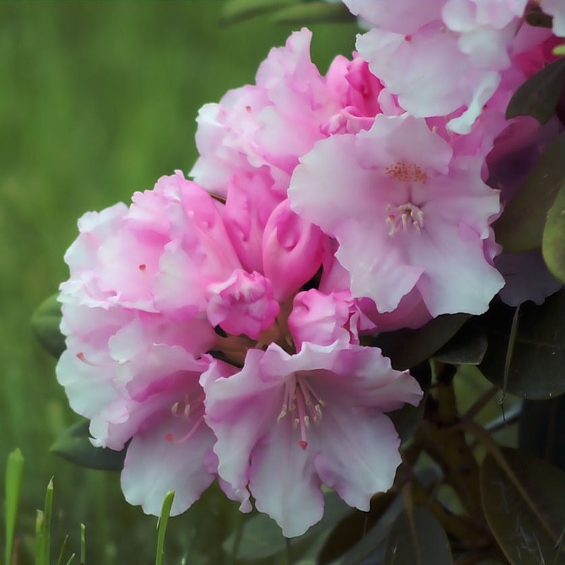 Rhododendron Bloombux