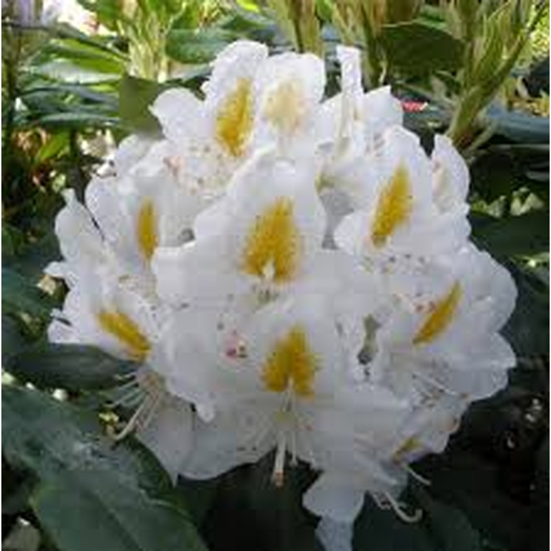 Rhododendron Madame Masson
