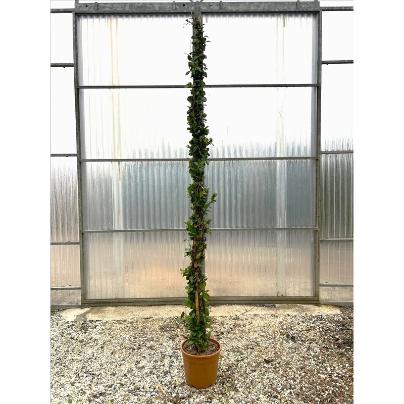RHYNCOSPERMUM JASMINOIDES CLT 18 H 250 - 300 CM