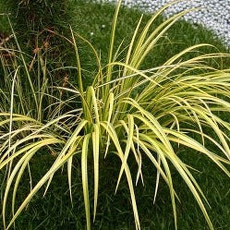 Acorus graminus Ogon