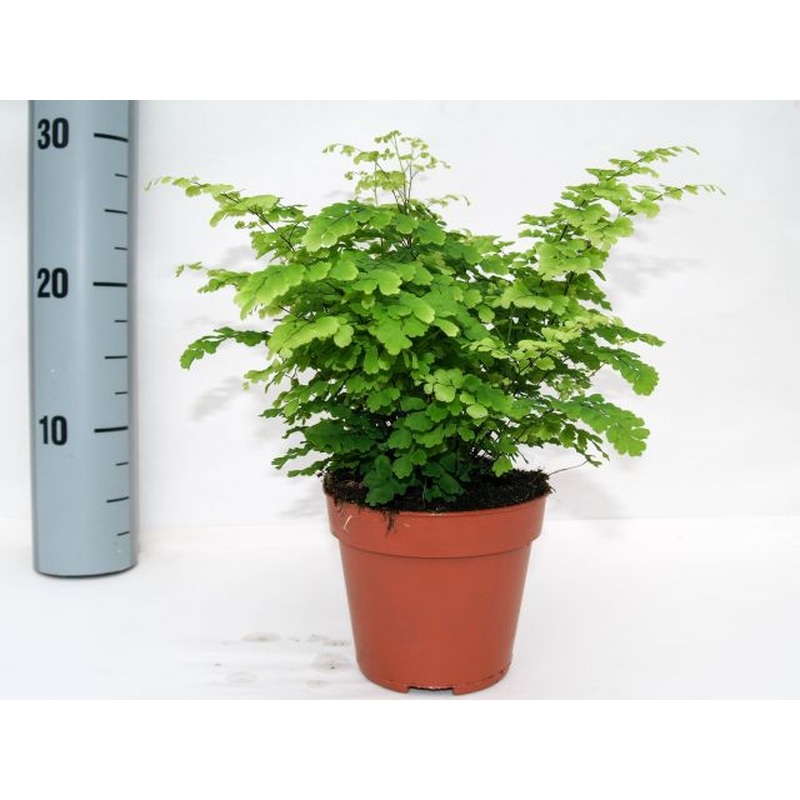 Adianthum radd. Fritz-Luthi