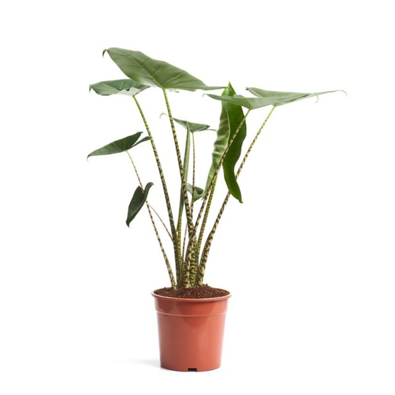 Alocasia Zebrina  P17