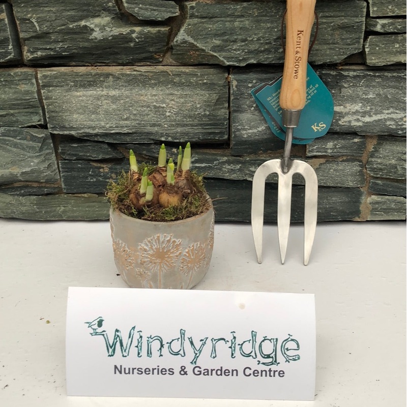 Arr. Narcissus Tete Tete Cement pot 11.5cm