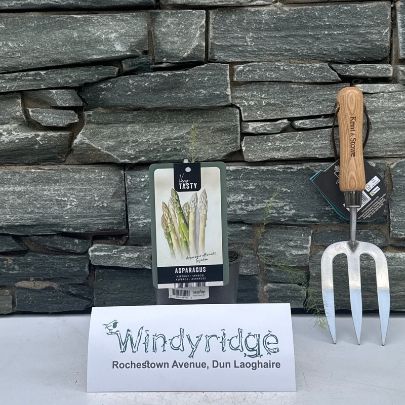 Asparagus off. Gijnlim