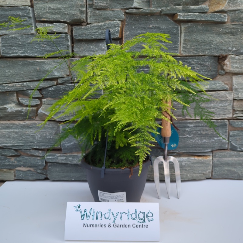 Asparagus setaceus  P19, hanging pot