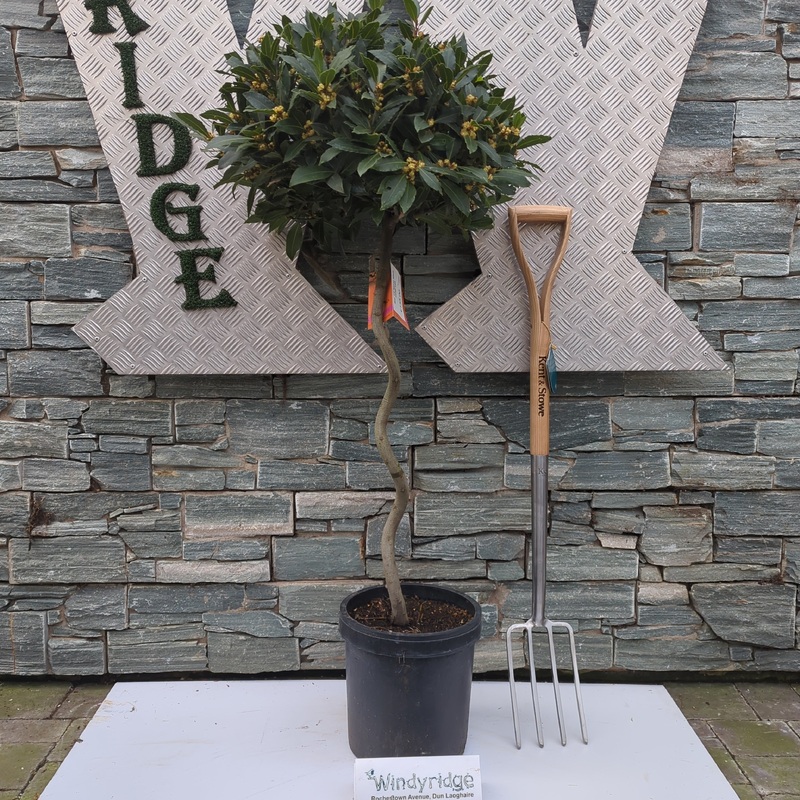 Bay Standard 1/2 Spiral Stem Crown 40/45cm Dia. Pot 25cm