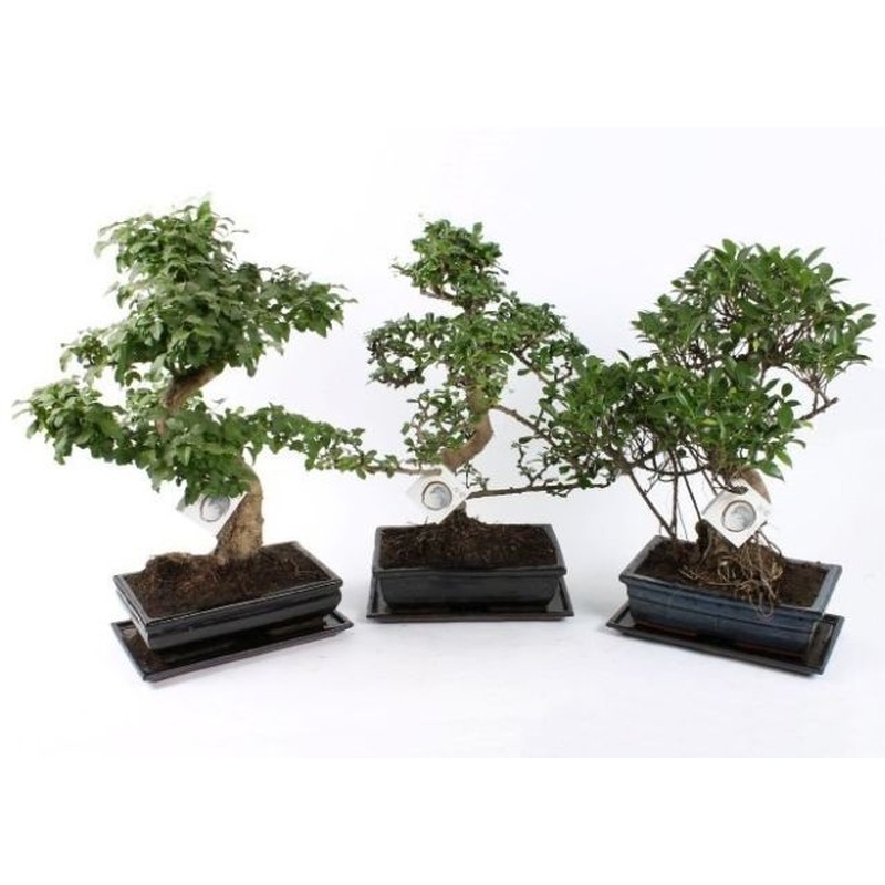 Bonsai mix (26 cm Ceramic Pot)