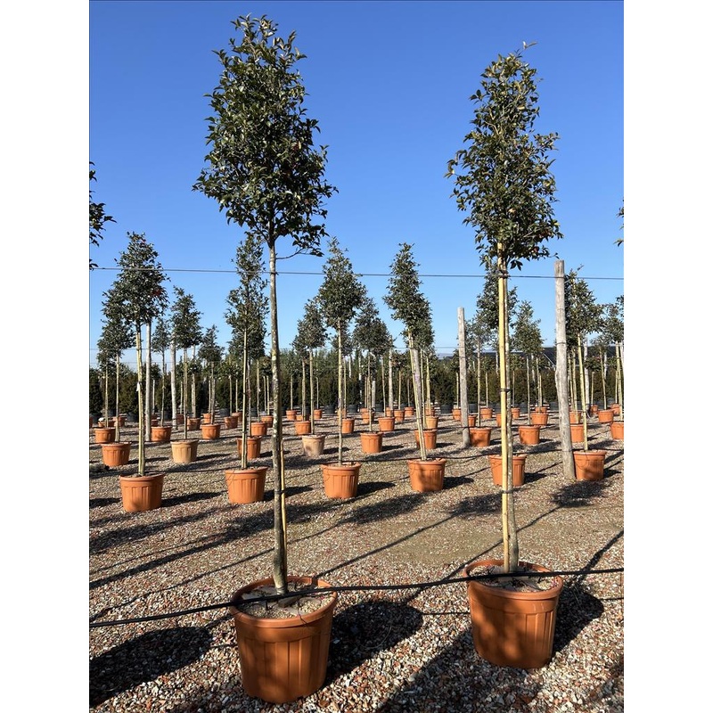 CAMELLIA SASANQUA IN CVS ZOLLA + CONT (CLT 90)  CIRC. TR. 10 - 12 CM  STD