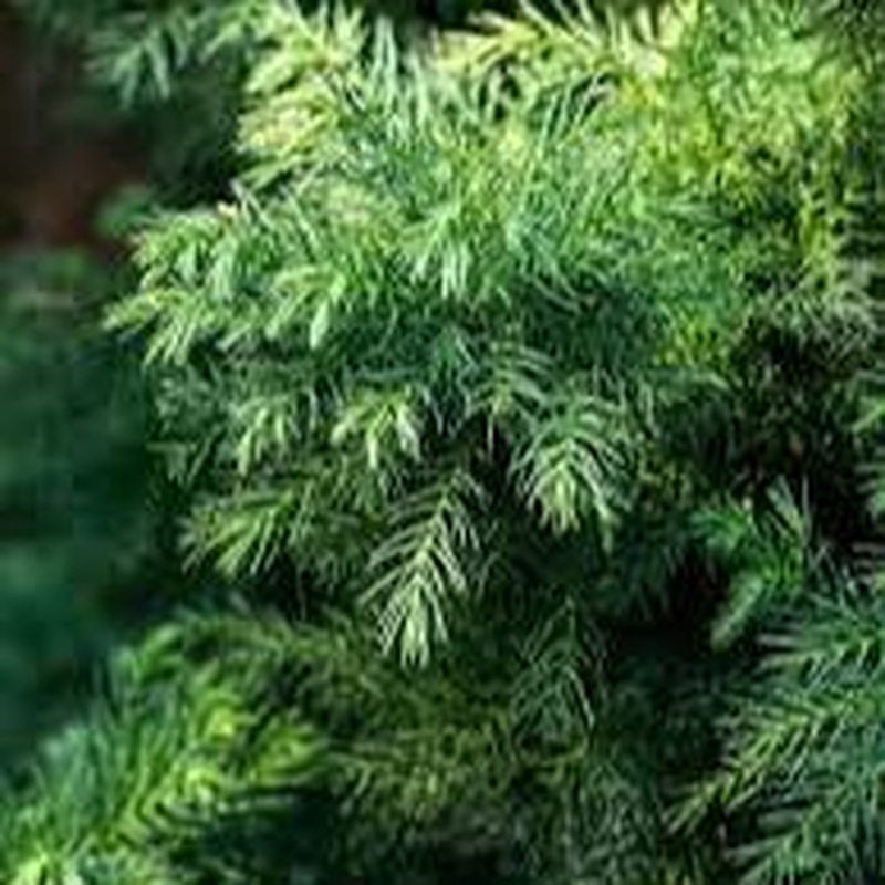 Cryptomeria japon. Vilmorin Gold