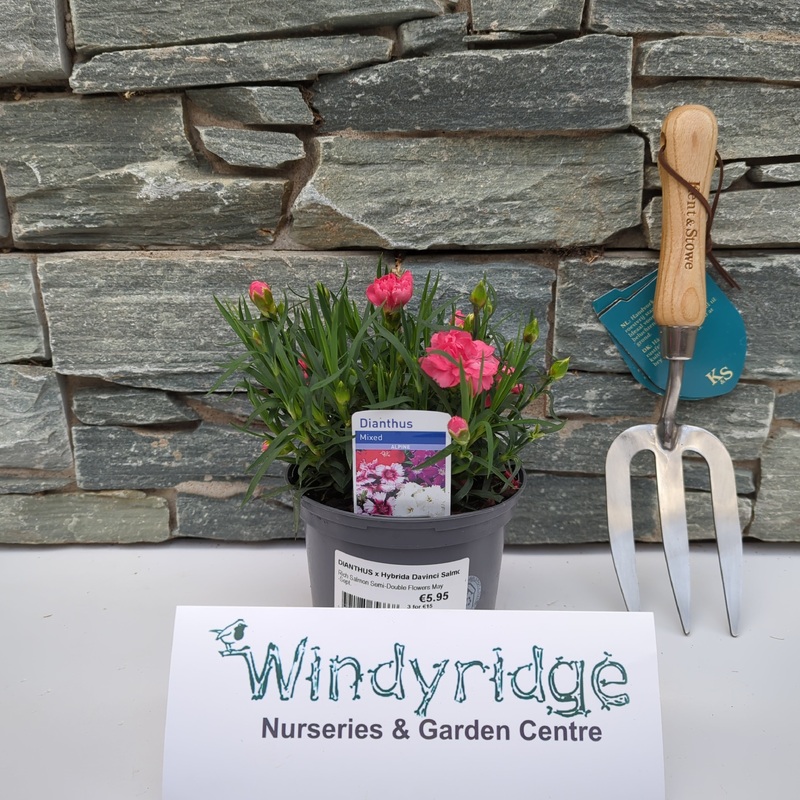 DIANTHUS x Hybrida Davinci Salmon