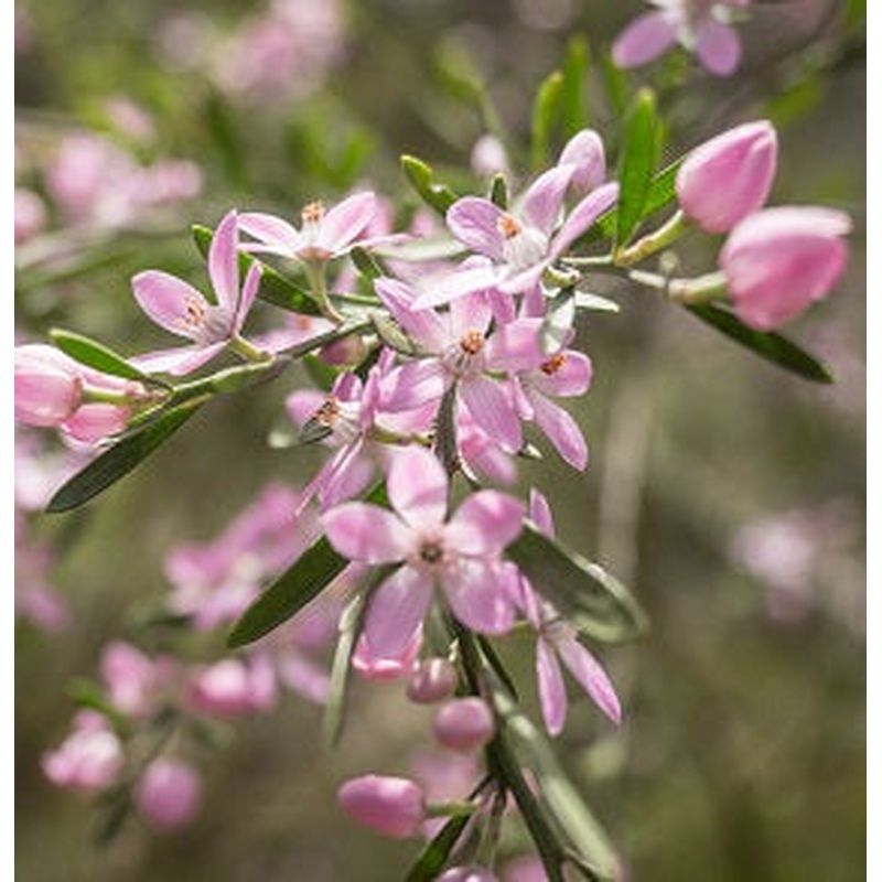 Eriostemon Flower Girl Pink
