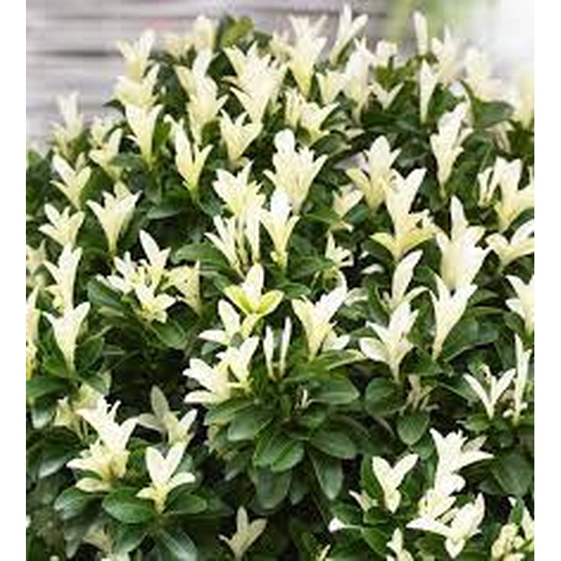 Euonymus jap. Paloma Blanca