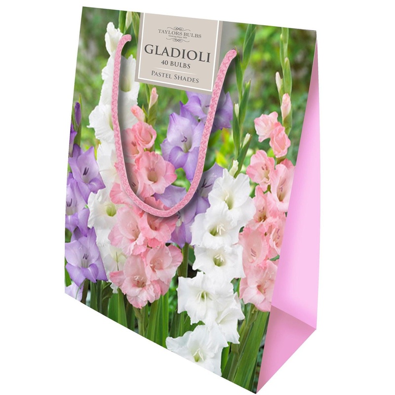 GLADIOLI GIFT BAGS  40