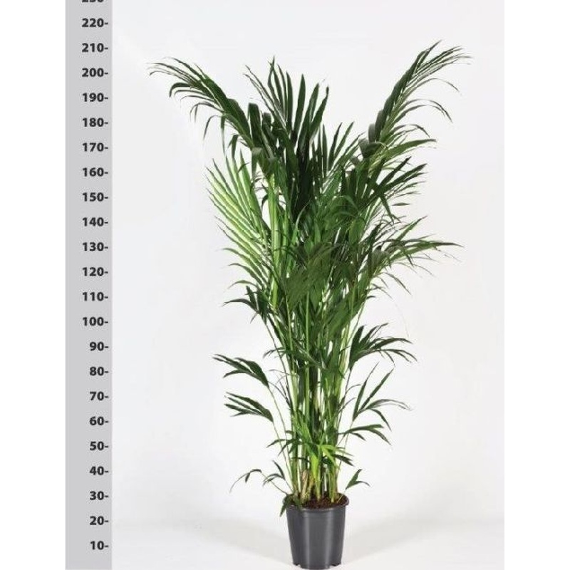 Howea forsteriana 200 CM