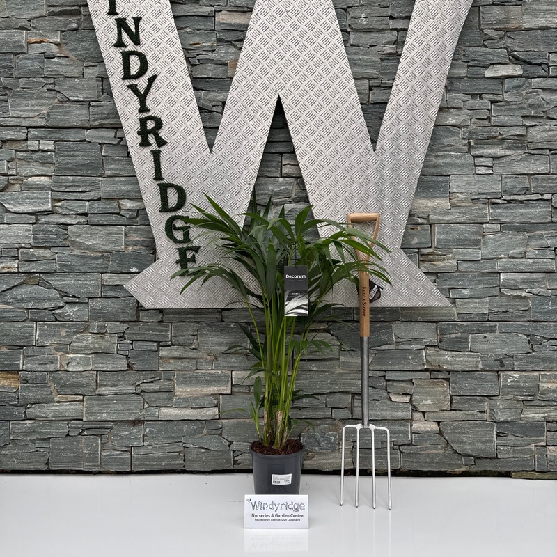 Howea forsteriana  P21  100 CM