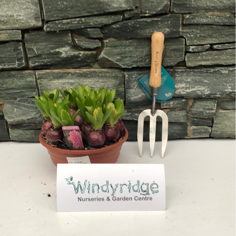 Hyacinthus orie. Pearl Pink in bowl