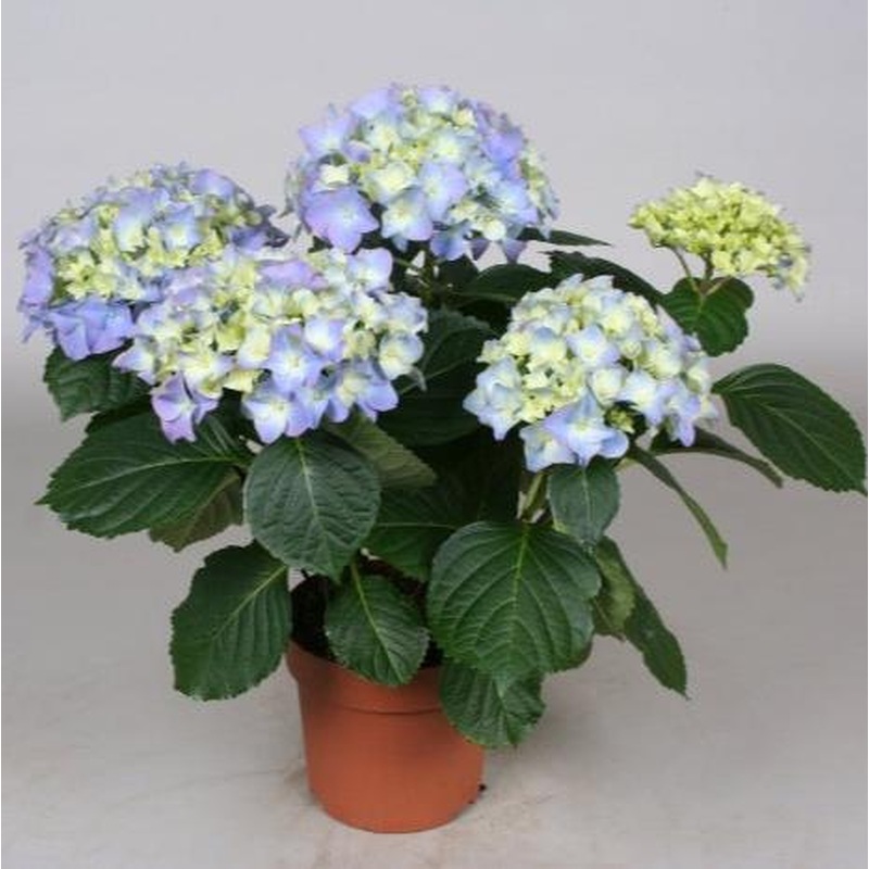 Hydrangea blue(indoor)