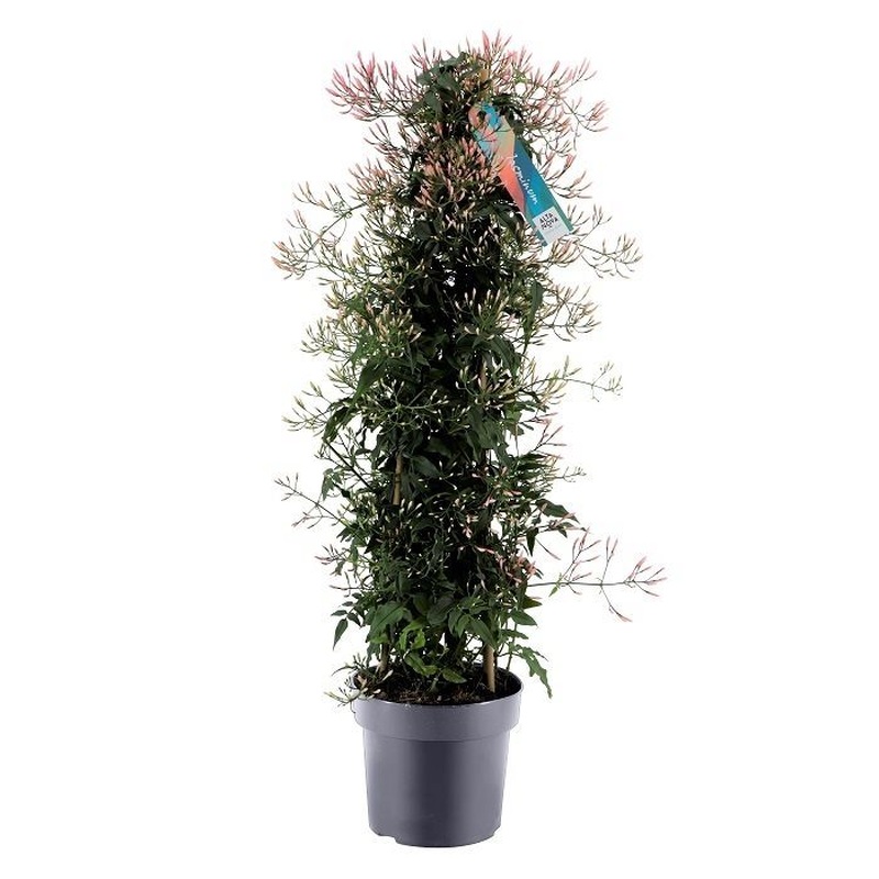 Jasminum polyanthum  P17- 3 cane pyr