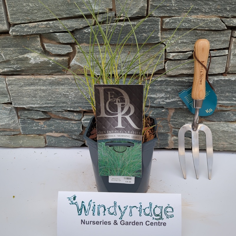 Miscanthus Morning Light