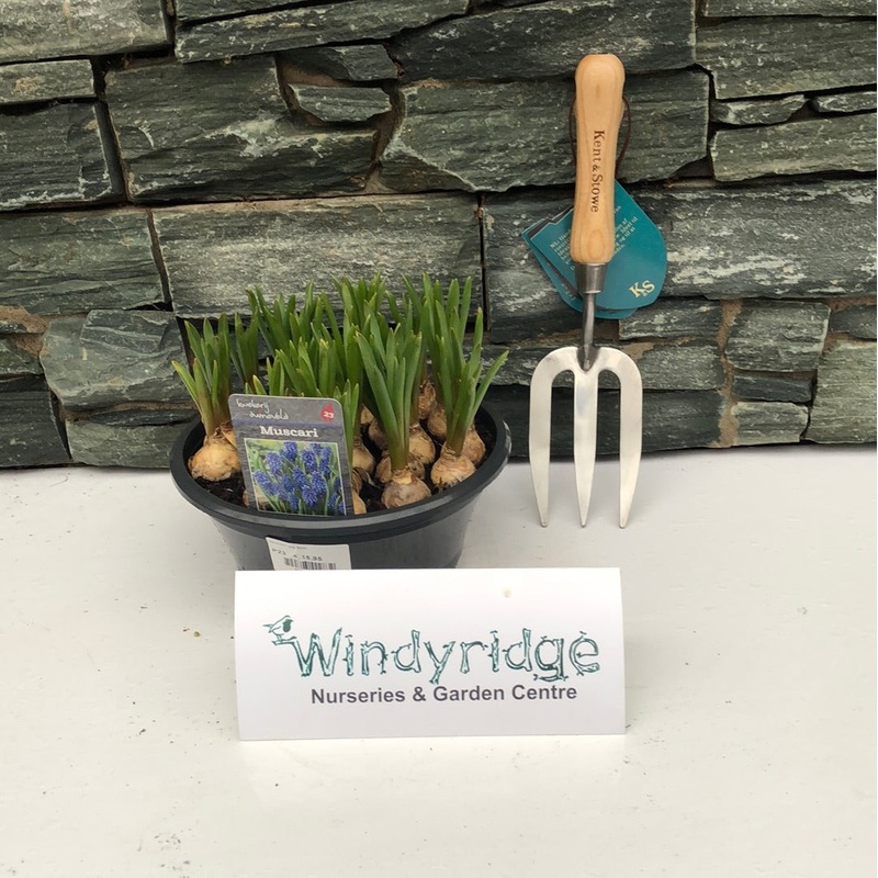 Muscari Big Smile bowl