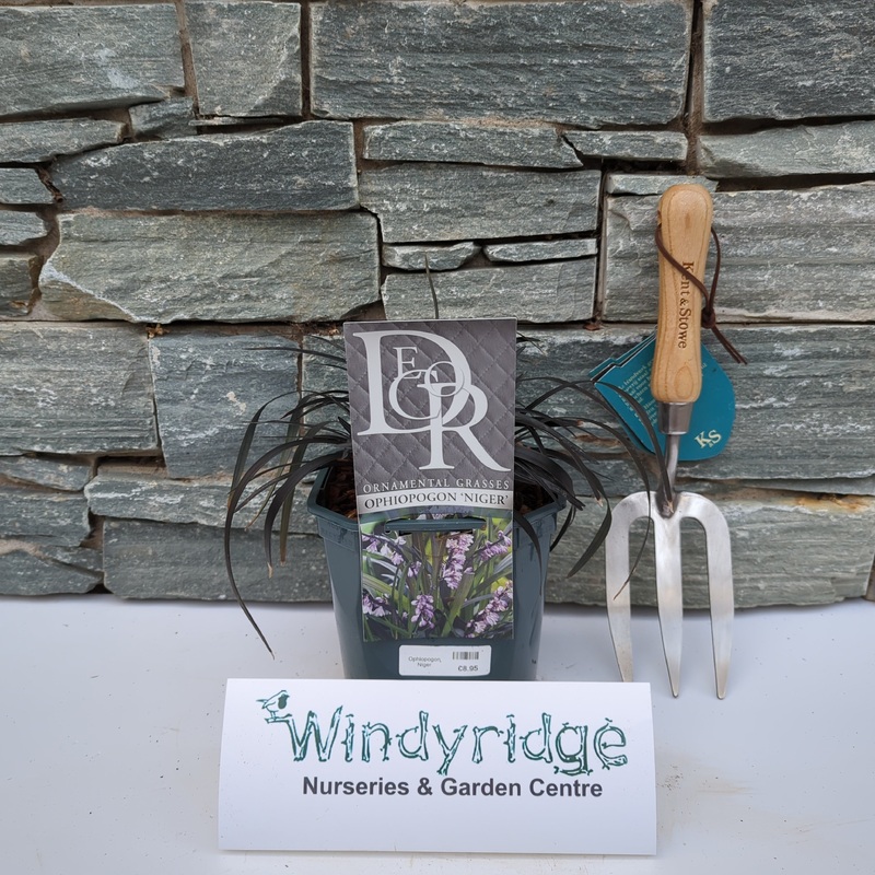 Ophiopogon Niger