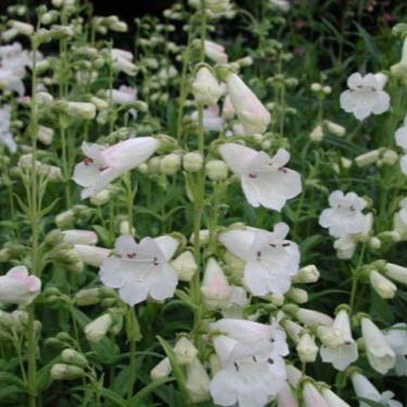 Penstemon White Bedder 2L