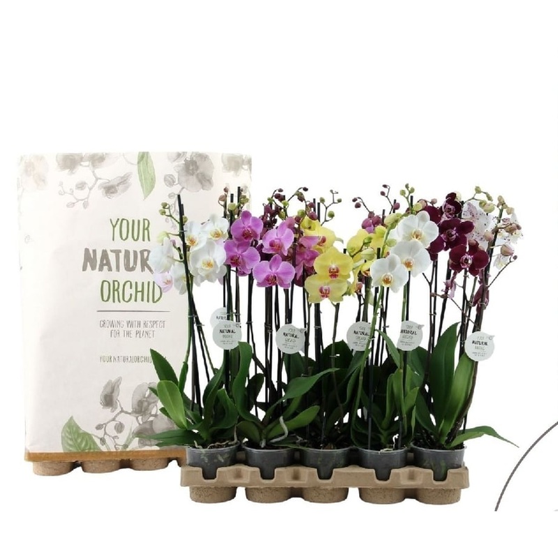 Phalaenopsis Eco mix 3 stem