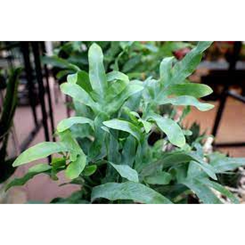 Phlebodium aureum Blue Star  P14